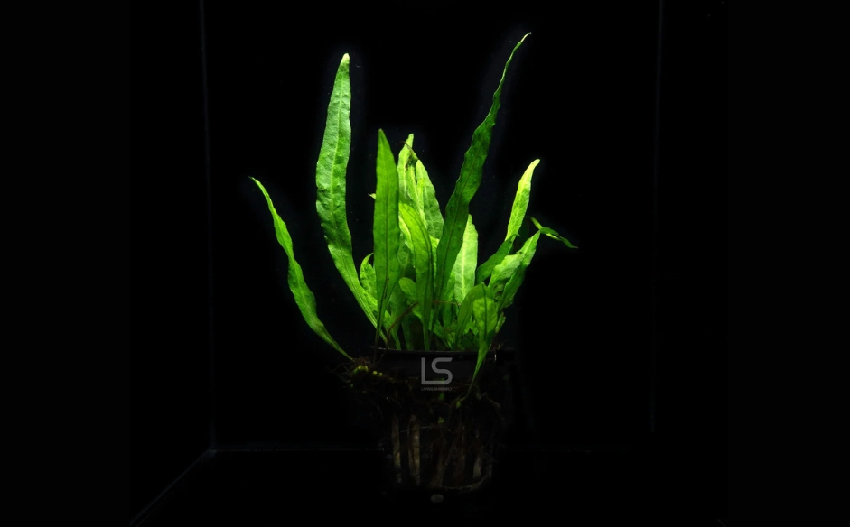 java fern